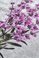Covor, Lavender Oval DJT, 60x90 cm, Multicolor