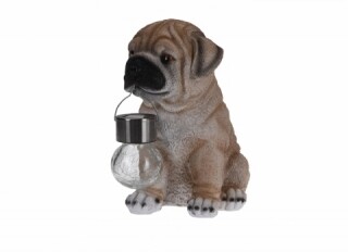 Shar pei