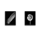 Set 2 tablouri decorative, Dandelion Feather Set, PAL, Hartie, Multicolor