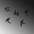 Decoratiune de perete, Swallows, Metal, 19 x 18 cm, Negru