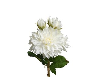 Alb