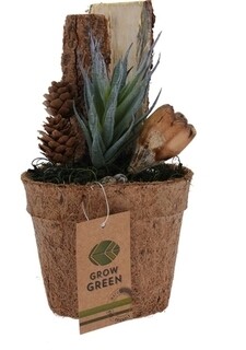 Aloe