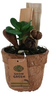 Green Succulent