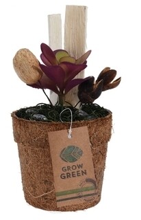 Purple Succulent