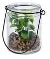 Decoratiune Plants in jar, 8x9.7 cm, sticla