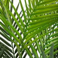 Planta artificiala palmier Tropical Zone, Homla, 120 cm, plastic, verde