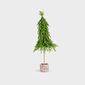 Brad artificial Hector, Homla, 55 cm, plastic/lemn, verde