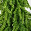 Brad artificial Hector, Homla, 55 cm, plastic/lemn, verde