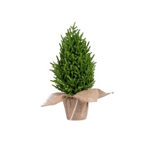 Verde, Brad 48 cm