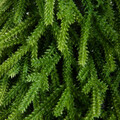 Brad artificial Hector, Homla, 80 cm, plastic, verde