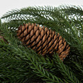Coronita Larch, Homla, 35 cm, plastic, verde/rosu