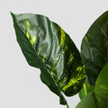 Planta artificiala B2 Difenbachia, Homla, 110 cm, plastic, verde/bej