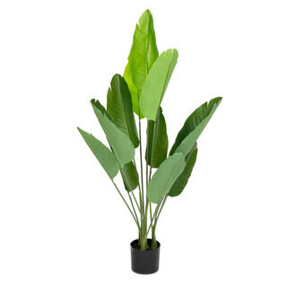 Verde, Bananier 120 cm