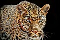 Tablou decorativ Jaguar  -A, Mauro Ferretti, 82x82 cm, lemn de pin/canvas pictat si lacuit, multicolor