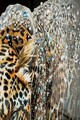 Tablou decorativ Jaguar -B, Mauro Ferretti, 82x82 cm, lemn de pin/canvas pictat si lacuit, multicolor