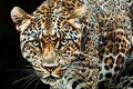 Tablou decorativ Jaguar -B, Mauro Ferretti, 82x82 cm, lemn de pin/canvas pictat si lacuit, multicolor