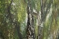 Tablou decorativ Olive Oil Painting -H, Mauro Ferretti, 120x80 cm, canvas/lemn de pin, multicolor