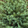 Brad artificial Sersimo, Scandinavia, verde cu varfuri argintii, Integral 3D, 210 cm