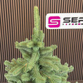 Brad artificial Christmas Deluxe by Sersimo, Viena Select, integral 3D, 250 cm