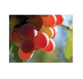 Odorizant spray pentru ambient si tesaturi, Grapes, 500 ml, Spring Air