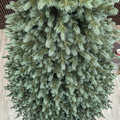 Brad artificial Christmas Deluxe by Sersimo, Alaska Select verde argintiu, integral 3D, 300 cm