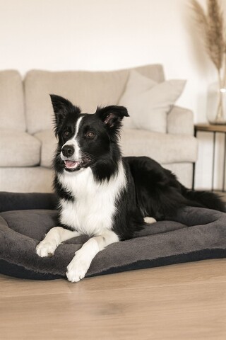 Pat pentru animale de companie, Paws & Whiskers, Sally Dog 95 x 115, Material exterior: 100% poliester, Antracit