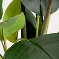 Planta artificiala Strelitzia, Botanic, Homla, 75 cm, plastic, multicolor