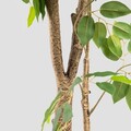 Planta artificiala ficus Topical Zone, Homla, 170 cm, plastic, verde