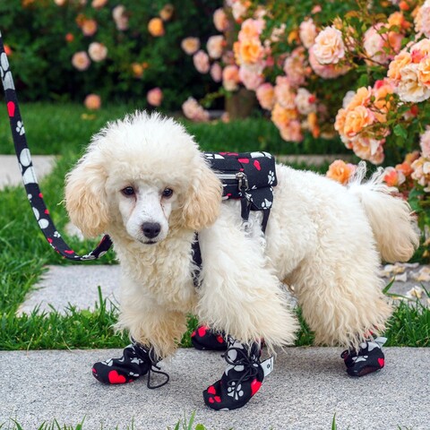 Încălțăminte pentru câini, Paws & Whiskers, Shoe, Negru