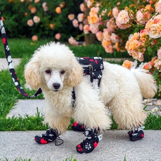 Negru