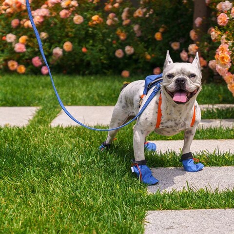 Încălțăminte pentru câini, Paws & Whiskers, Shoe, Albastru