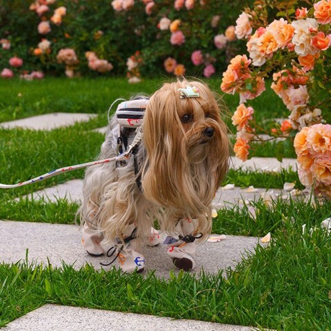 Încălțăminte pentru câini, Paws & Whiskers, Shoe, Alb