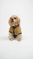 Hanorac pentru câini, Paws & Whiskers, Teddy Welsoft Jacket, Verde