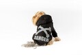 Hanorac pentru câini, Paws & Whiskers, Danger Hoodie, Negru