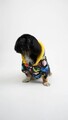 Hanorac pentru câini, Paws & Whiskers, Cosmic Raincoat, Multicolor
