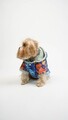 Hanorac pentru câini, Paws & Whiskers, Ocean Raincoat, Multicolor