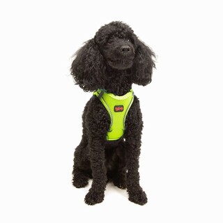 Neo Lime