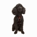 Ham pentru câini, Paws & Whiskers, Air-Mesh, Maro