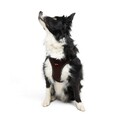 Ham pentru câini, Paws & Whiskers, Air-Mesh, Maro