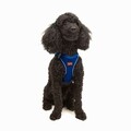 Ham pentru câini, Paws & Whiskers, Air-Mesh, Albastru