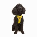 Ham pentru câini, Paws & Whiskers, Air-Mesh, Galben