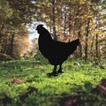 Obiect decorativ de grădină, Chicken 01, 64x42 cm, Negru