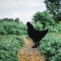 Obiect decorativ de grădină, Chicken 01, 64x42 cm, Negru