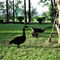 Obiect decorativ de grădină, Goose 01, 64x44 cm, Negru