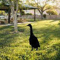Obiect decorativ de grădină, Goose 04, 65x26 cm, Negru