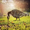 Obiect decorativ de grădină, Goose -A 02, 44x50 cm, Multicolor