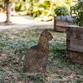 Obiect decorativ de grădină, Cat -A 02, 38x20 cm, Multicolor
