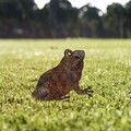 Obiect decorativ de grădină, Frog -A 01, 34x22 cm, Multicolor