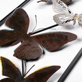 Decoratiune de perete, Tavus 2, Dimensiuni: 32 x 90 x 4 cm, Multicolor