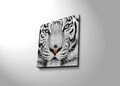 Tablou decorativ, 4545C-41, Dimensiune: 45 x 45 cm, Multicolor